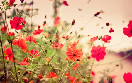 Flowers - nature, red flowers, red, red flower, flowers, flower