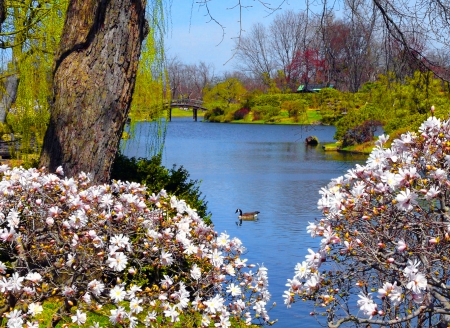 Spring lake - blossoms, blooming, water, beautiful, spring, lake, freshness, trees, nature, park