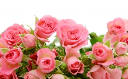 ♥Pink Roses♥ - roses, flowers, pink, beautiful