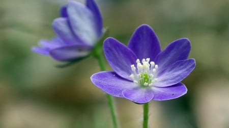 Hepatica - nature, hepatica, flowers, violet, flower