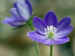 Hepatica