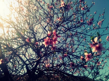 pink blossoms - blossoms, sunny, country, pink