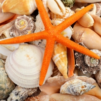 â™¥Seashellsâ™¥