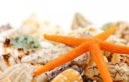 ♥Seashells♥ - sea, starfish, shells, marine