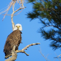 Eagle Eyeing Me