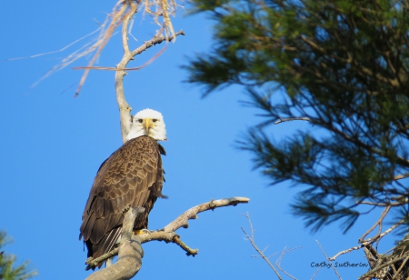 Eagle Eyeing Me - bird, July 4th, Ohio, american, animal, holiday, liberty, sky, proud, Labor Day, tree, eagle, nature, patriotic, beak, pine, Memorial day