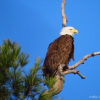 Eagle and Proud