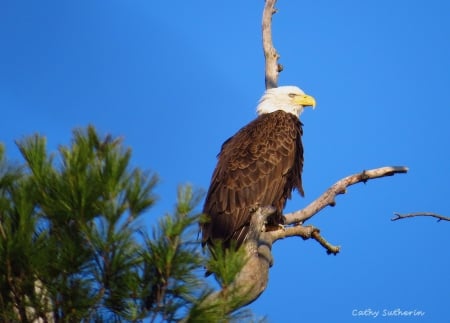 Eagle and Proud - ohio, pine, american, bird, nature, eagle, liberty, animal, holiday, patriotic, proud, tree