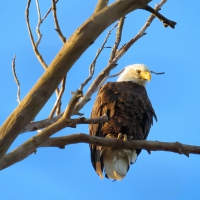 Eagle Spotted