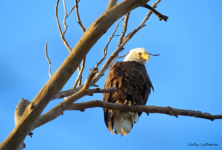 Eagle Spotted - proud, branch, limb, American, eagle, animal, nature, holiday, patriotic, beak, liberty, sky