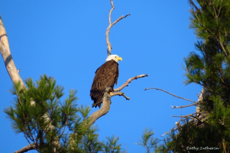 American Eagle - bird, proud, branch, American, eagle, animal, nature, holiday, patriotic, pine, sky