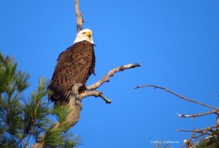 Eagle Elegance - branch limb, sky, pine, american, bird, nature, eagle, liberty, animal, holiday, patriotic, proud