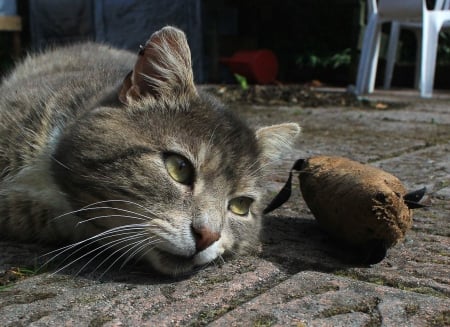 Cat - paws, face, pretty, cute, animals, beautiful, cat, sleeping, kitty, cats, kitten, hat, lovely, cat face