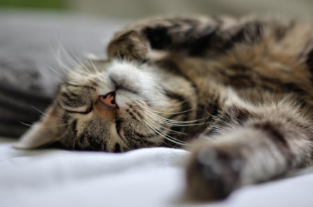 Cat - paws, face, pretty, cute, animals, beautiful, cat, sleeping, kitty, cats, kitten, hat, lovely, cat face