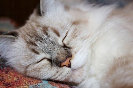 Cat - paws, face, pretty, cute, animals, beautiful, cat, sleeping, kitty, cats, kitten, hat, lovely, cat face