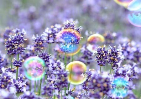 Lavender - purple, flowers, violet, flower, lavender