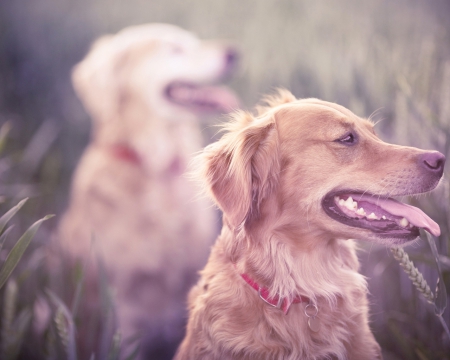 memories of the past - memories, sad, brother, beautiful, dog