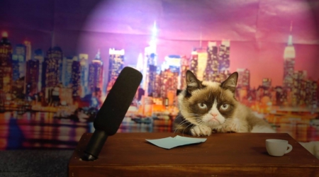 Grumpy on the table - paper, sits, reader, news