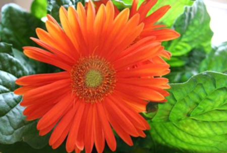 Gerber Daisy - red, orange, flowerhead, big