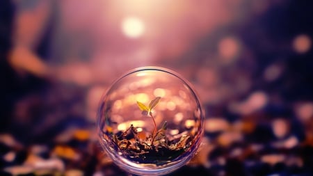 Macro Bubble - Nature, Bubble, Macro, Macro Bubble, Mac