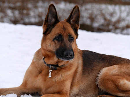 German shepherd - puppy, animals, lovely, pretty, puppys, beautiful, dog, animal, dogs, sweet, cute