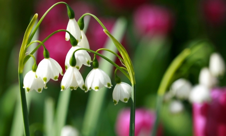 Spring - lovely, spring, nature, pink, beautiful, green, flowers, photo, cute, flower