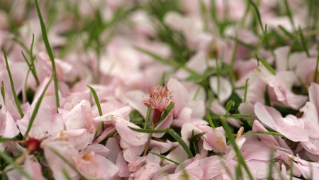 Spring - lovely, spring, nature, pink, beautiful, green, flowers, photo, cute, flower