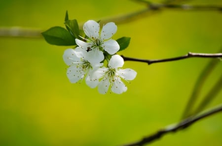 Spring - flower, pink, cute, beautiful, flowers, photo, spring, lovely, nature, green