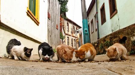 Snacktime. - no, streetcats, cats, gang, snacks