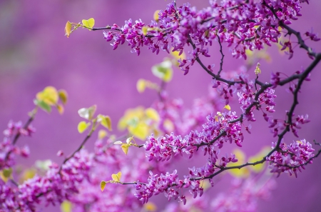 Springtime - may, branches, blossoms, beautiful, april, fragrance, spring, freshness, blooming, flowering, nature, scent