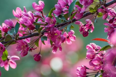 Blooming apple tree - apple, blossoms, blooming, pretty, pink, beautiful, spring, fragrance, branches, freshness, scent, flowering, lovely, tree, nature