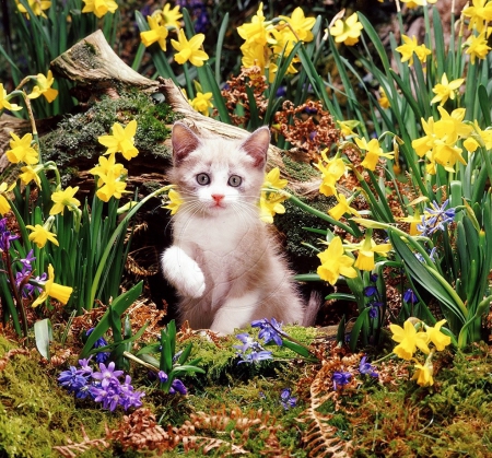 kitten among daffodils - cats, photography, animals, daffodils, garden, spring, kitten