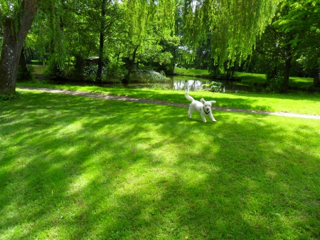 Walking in the park! - green, nice, trees, paradise