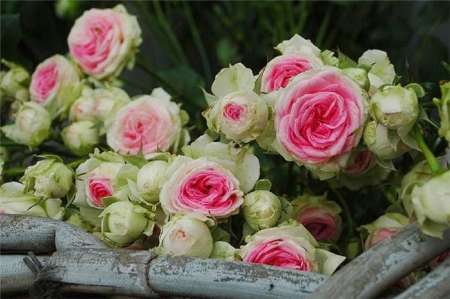 lovely pink roses - flowers, bouquet, still life, pink roses