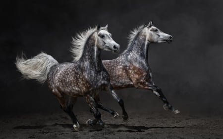 Horses  - black, animal, horse, couple