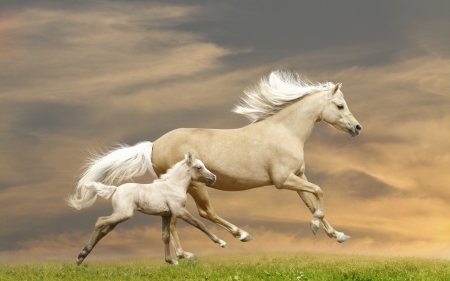 Horses - white, horse, baby, mother, green, animal