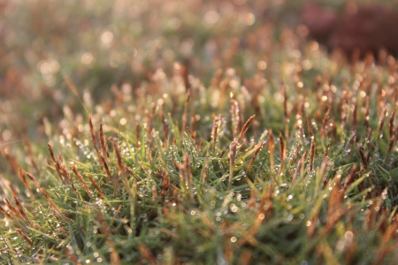 Dew DRops  - grass, nature, cool, beautiful