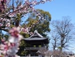 Saiko-ji Temple