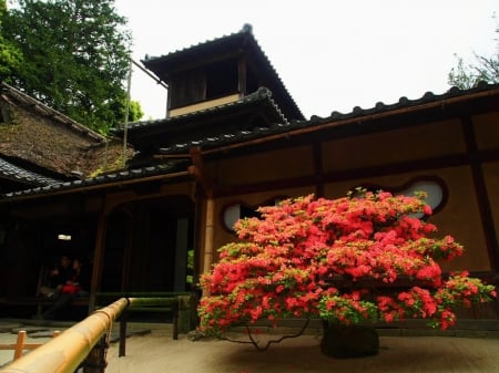 Sakyo Ward - house, oriental, japan, sakyo, garden, tree, japanese