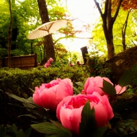 Pink Fowers