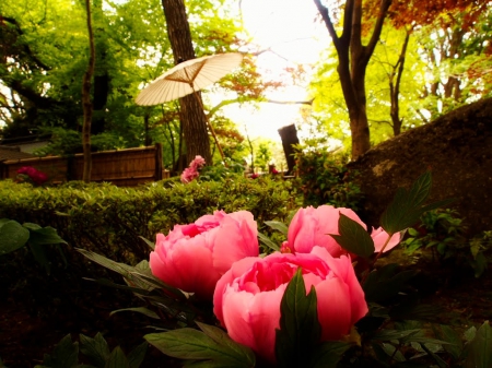 Pink Fowers - flowers, taito, japan, umbrella, garden, spring, pink, japanese