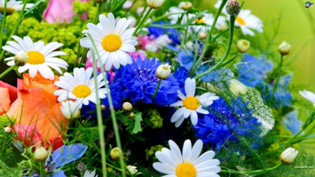 Summer Blossoms - colors, mixture, cornflowers, daisies, poppy