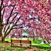 Spring blossoms from the beautiful park