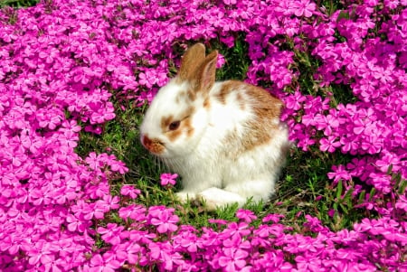 Easter Bunny - flowers, blossoms, rabbit, nature