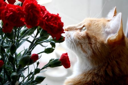 SPRING SCENT - nature, sniff, cat, flowers, spring