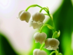 LILY of the VALLEY