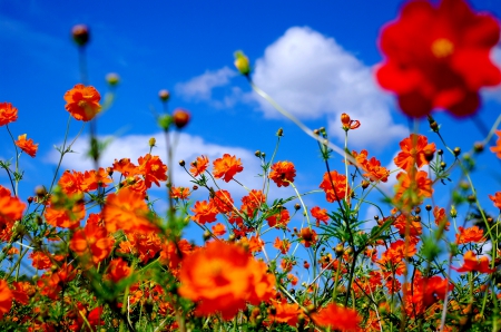 FLOWER FIELD - flowers, spring, nature, sky