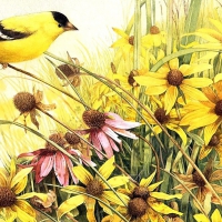 Goldfinch in Golden Garden