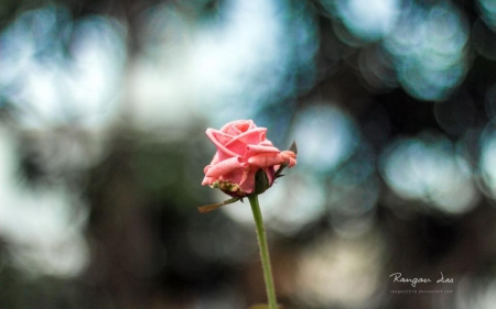 Garden glimpses XVI. - abstract, photography, HD, spring, pink rose, flowers, nature, macro, rose, wallpaper