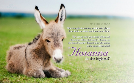 They brought the Donkey.... - easter, lovely, matthew, bible